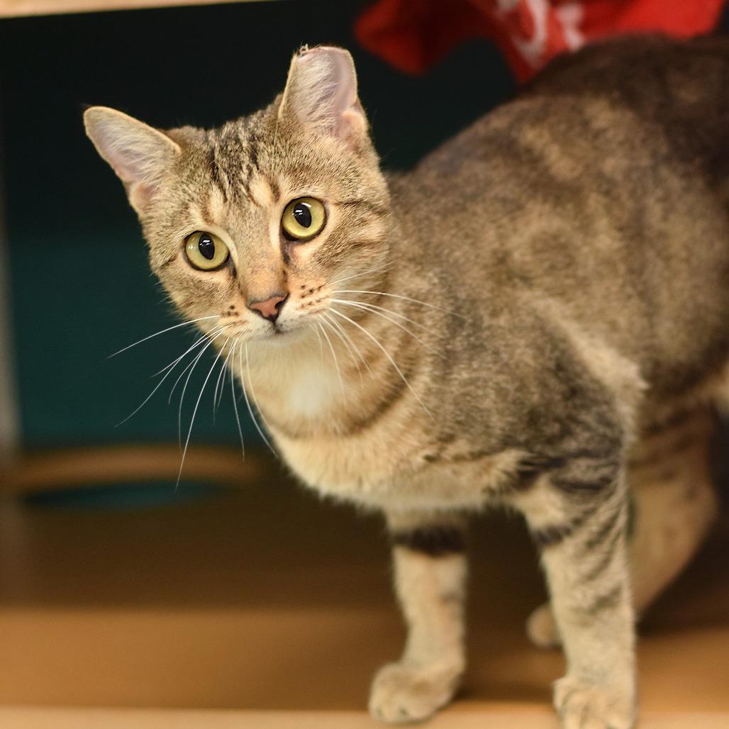 Enlarge Winnie, a Adoptable Domestic Short Hair in Belleville, IL image 3/3