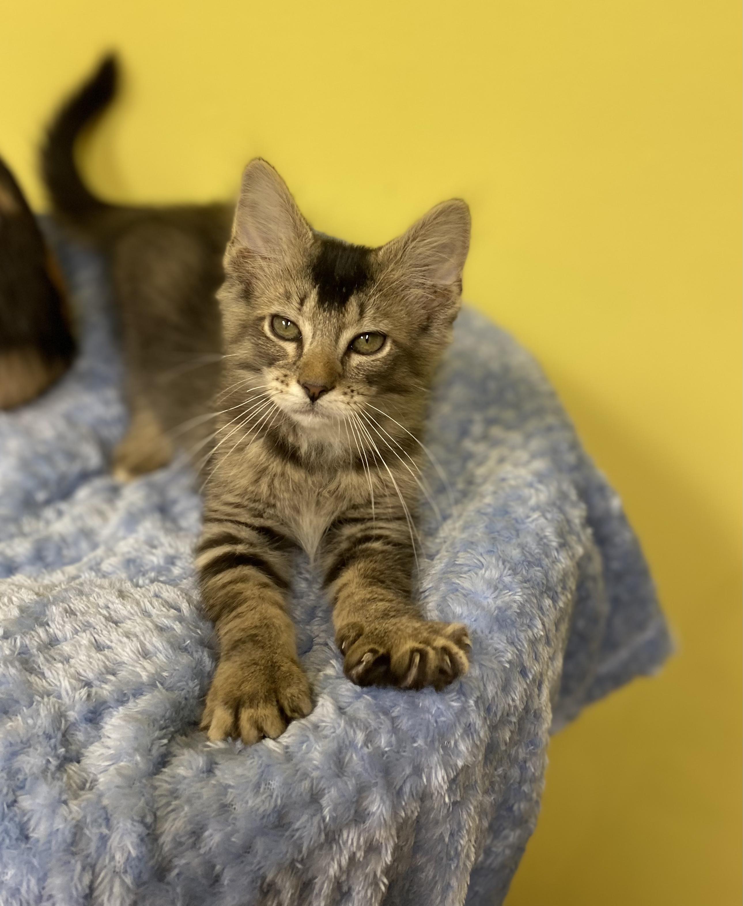 Figaro, a ADOPTABLE Domestic Medium Hair in Memphis, TN image 2/3