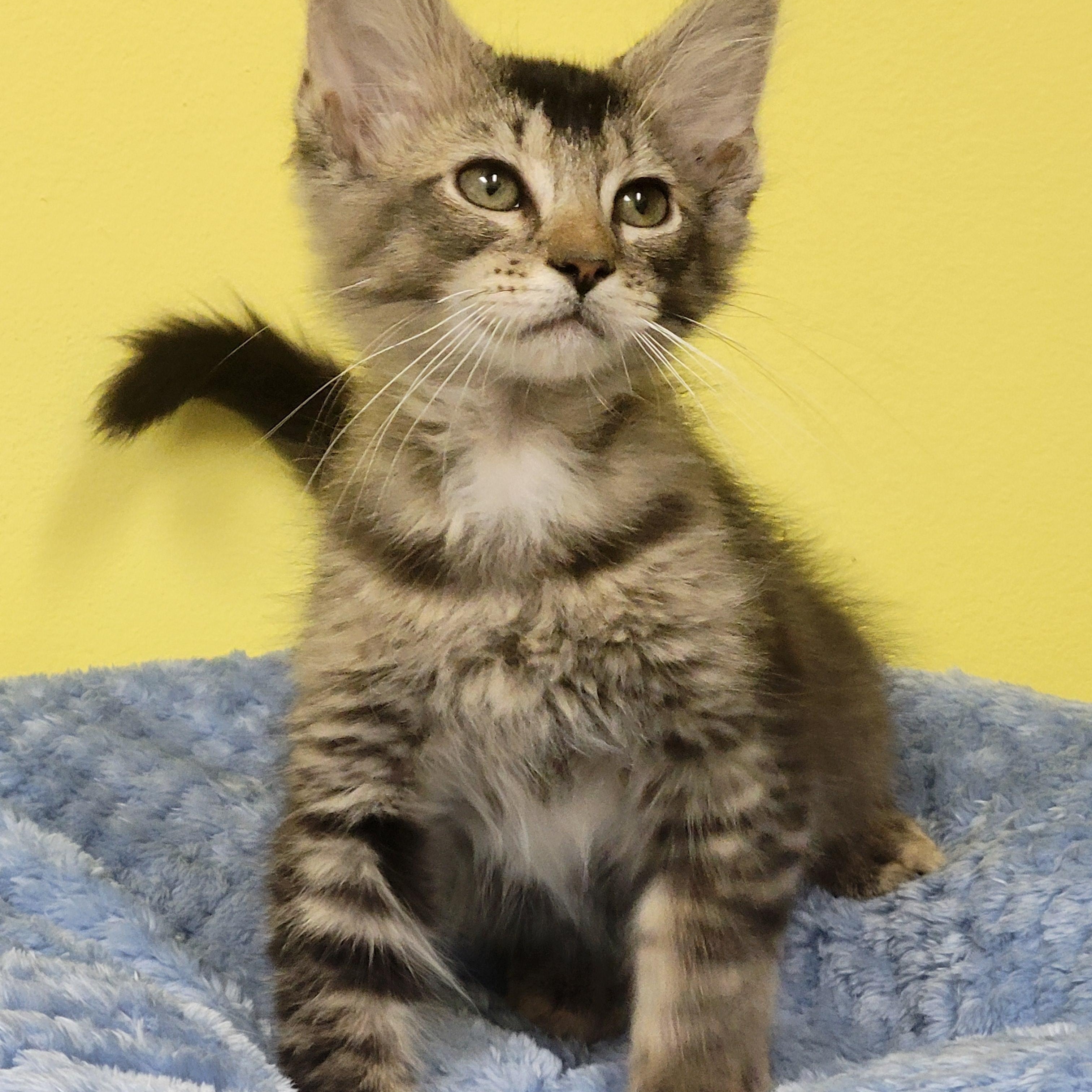 Figaro, a ADOPTABLE Domestic Medium Hair in Memphis, TN image 1/3