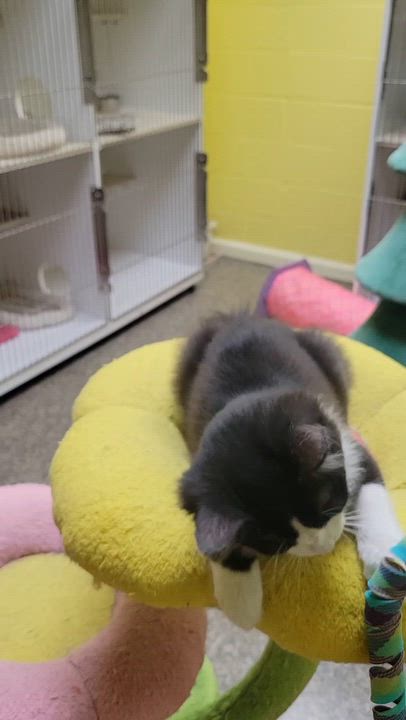 Enlarge Figaro, a ADOPTABLE Domestic Medium Hair in Memphis, TN video 3/3