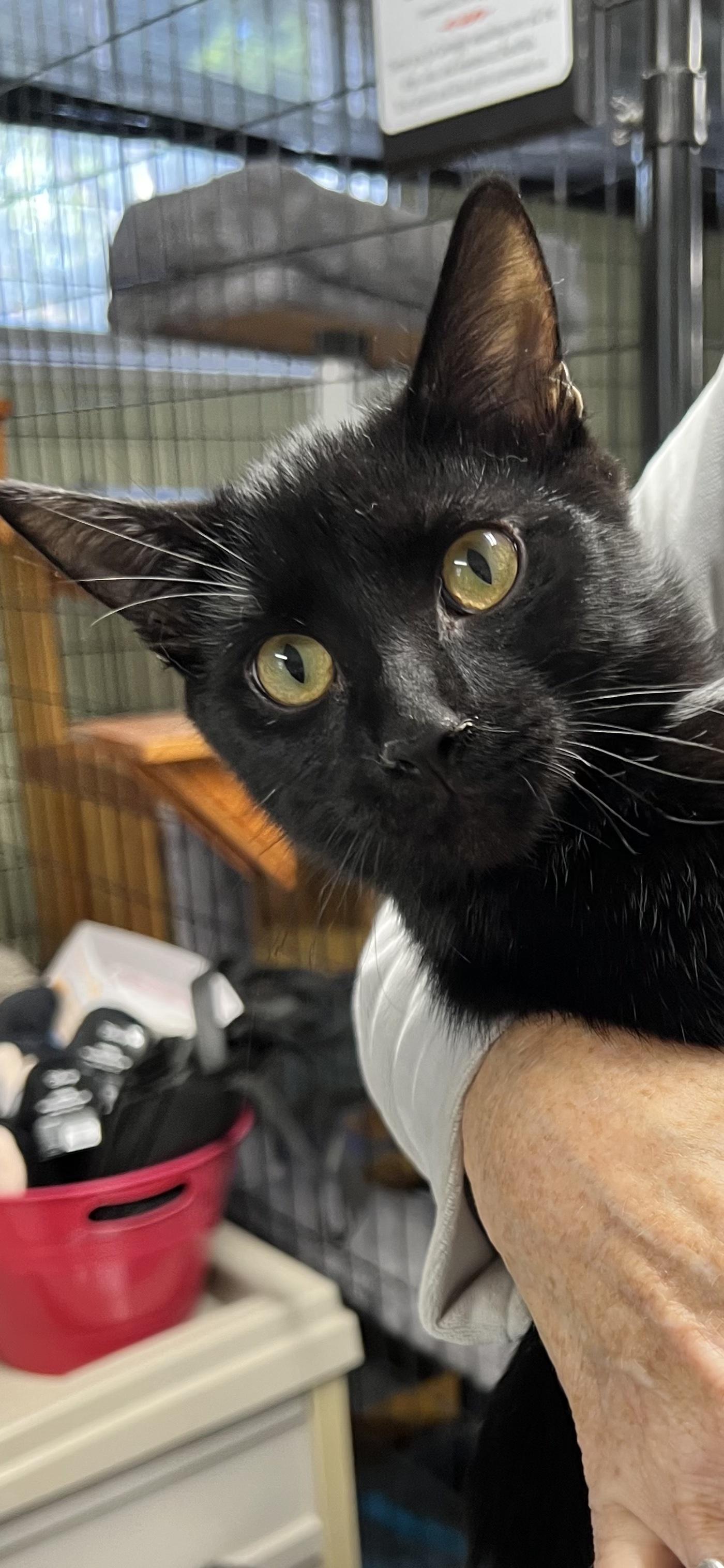 Ozzy, Adoptable, Adult Male Domestic Short Hair.