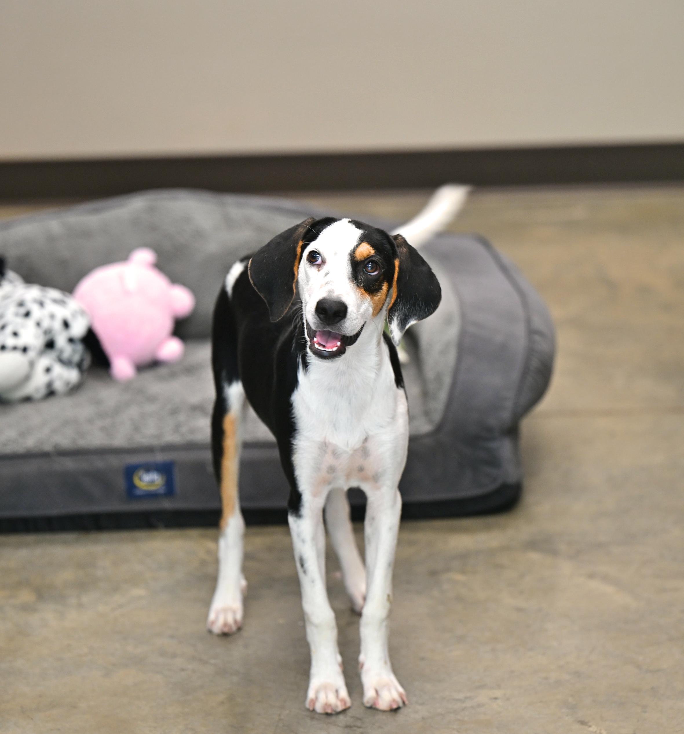 Enlarge Jethro, a ADOPTABLE mixed breed in Hot Springs, AR image 1/1