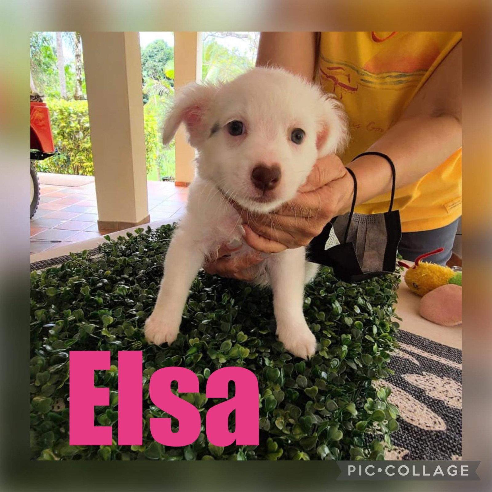 Enlarge Lucy, a Adoptable Chihuahua in Virginia Beach, VA image 2/3