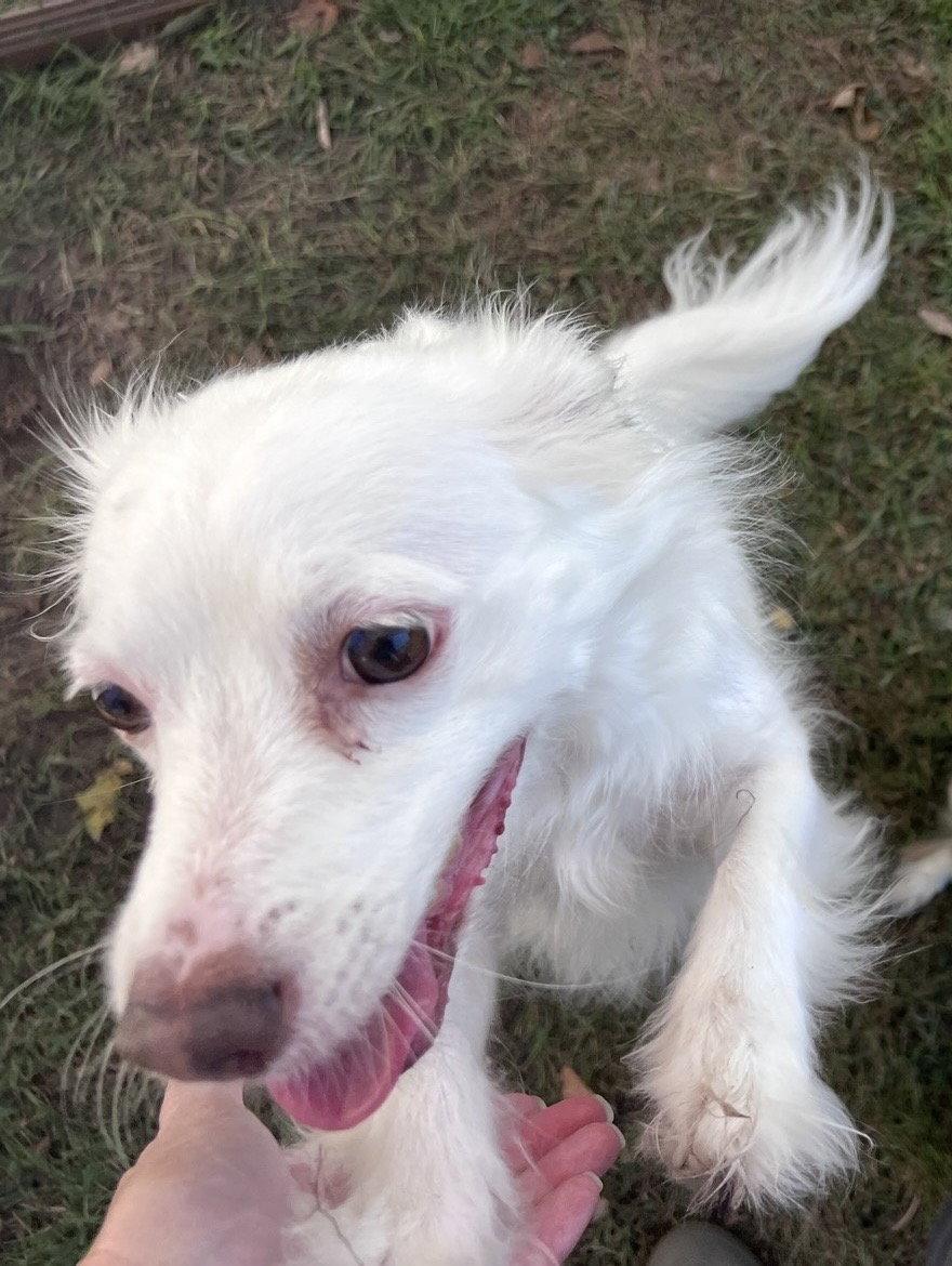 Enlarge Lucy, a Adoptable Chihuahua in Virginia Beach, VA image 3/3
