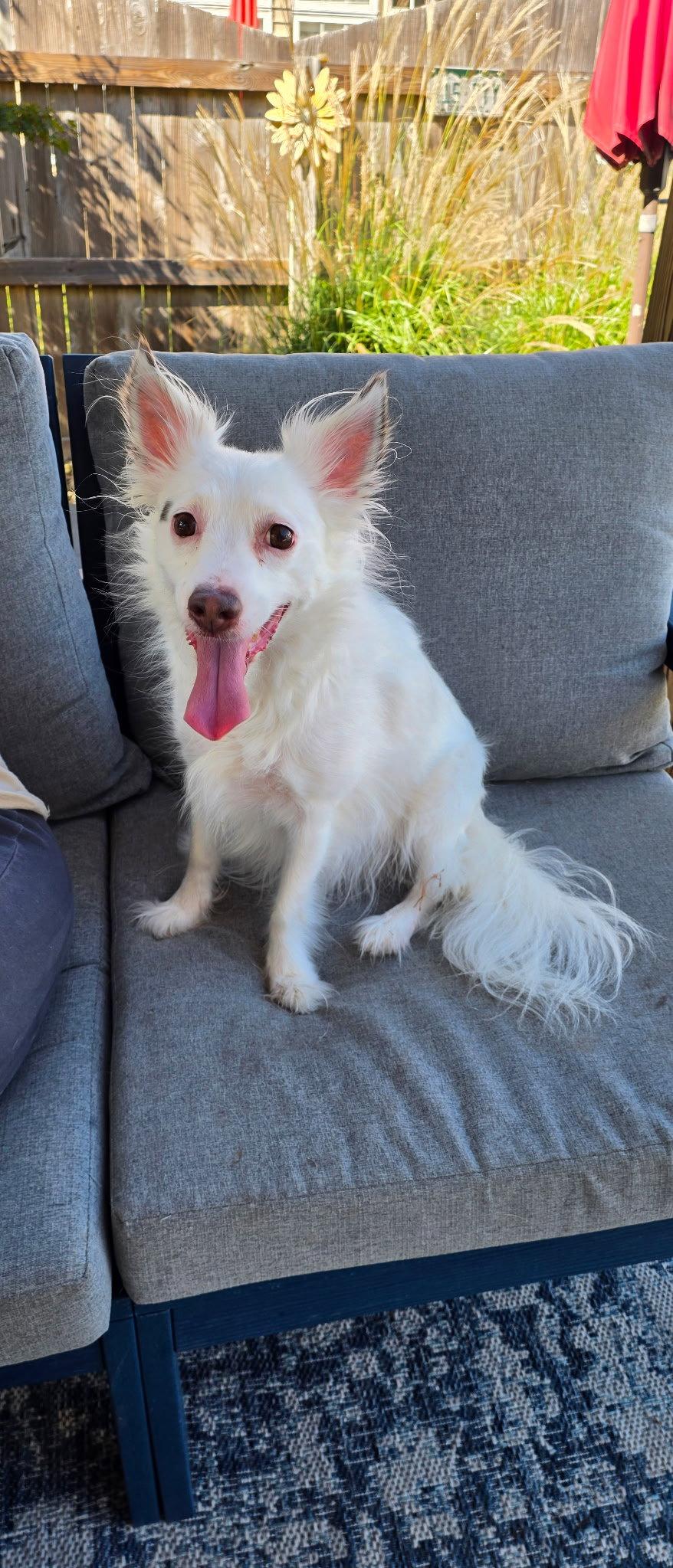 Enlarge Lucy, a Adoptable Chihuahua in Virginia Beach, VA image 1/3