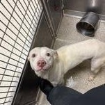 Enlarge Cleopatra 60201767, a Adoptable Mixed Breed in Harvey , LA image 1/1