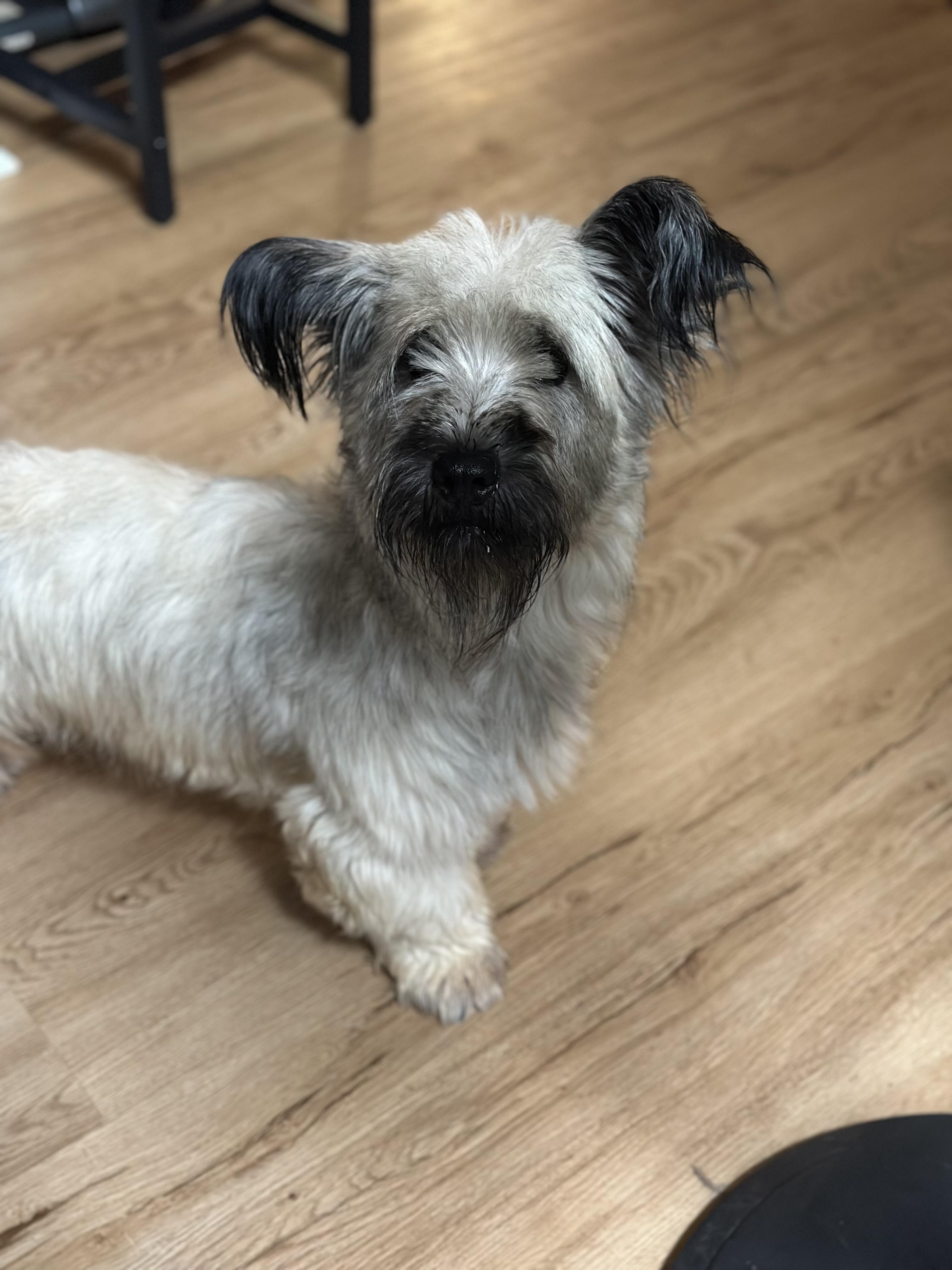 Enlarge Gnocchi, a ADOPTABLE Skye Terrier in Atlanta, GA image 5/5