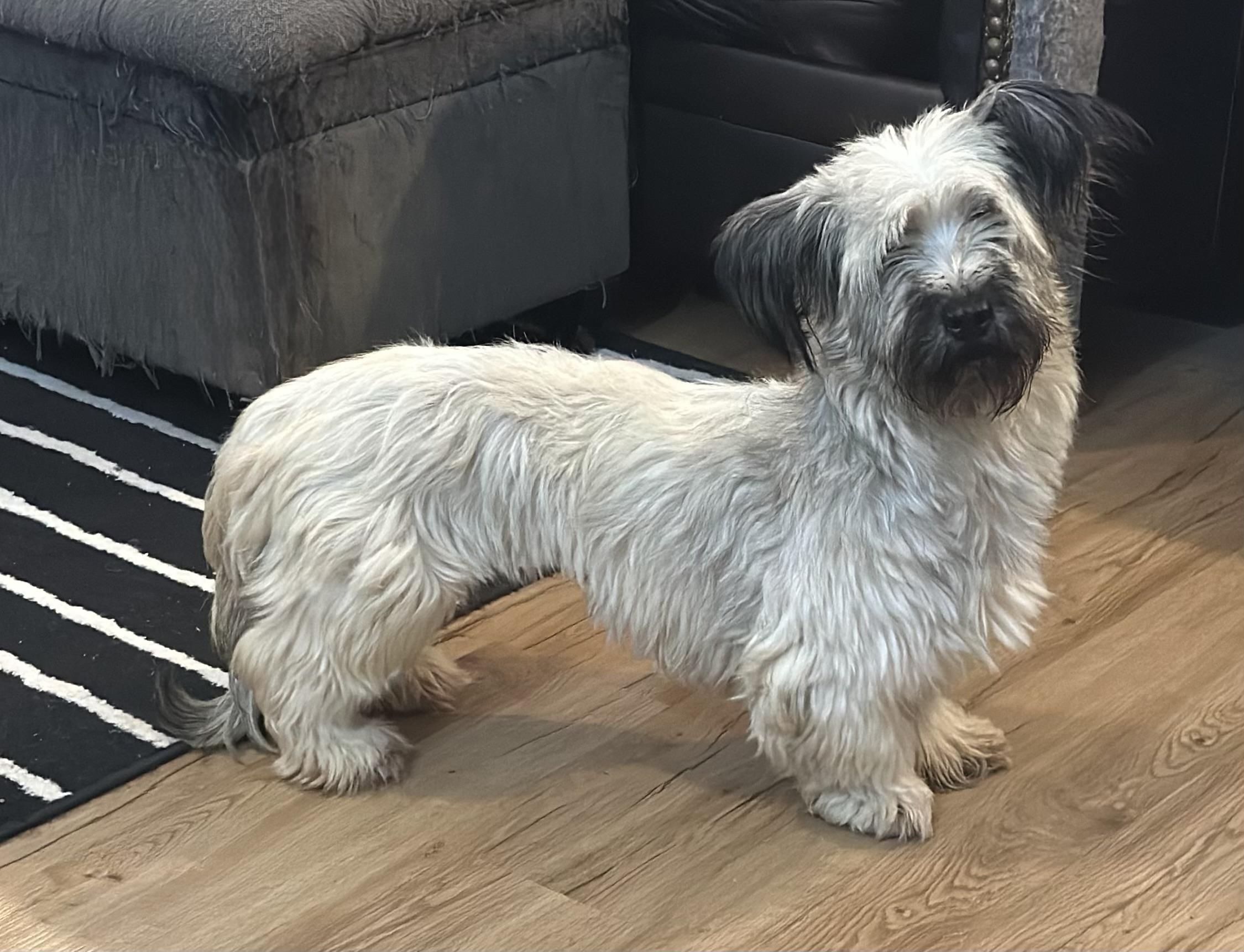 Gnocchi, ADOPTABLE, Young Female Skye Terrier.