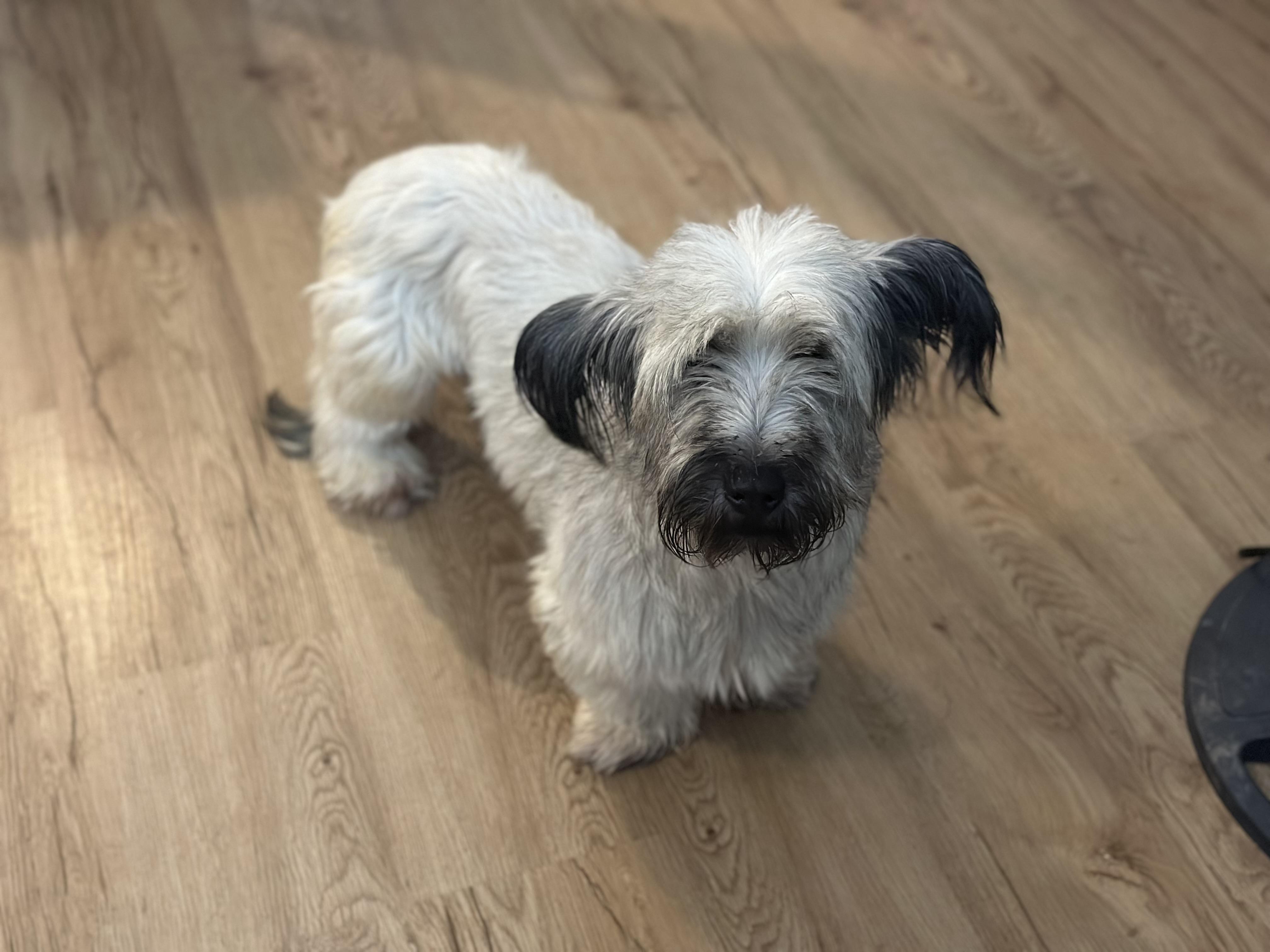 Enlarge Gnocchi, a ADOPTABLE Skye Terrier in Atlanta, GA image 2/5