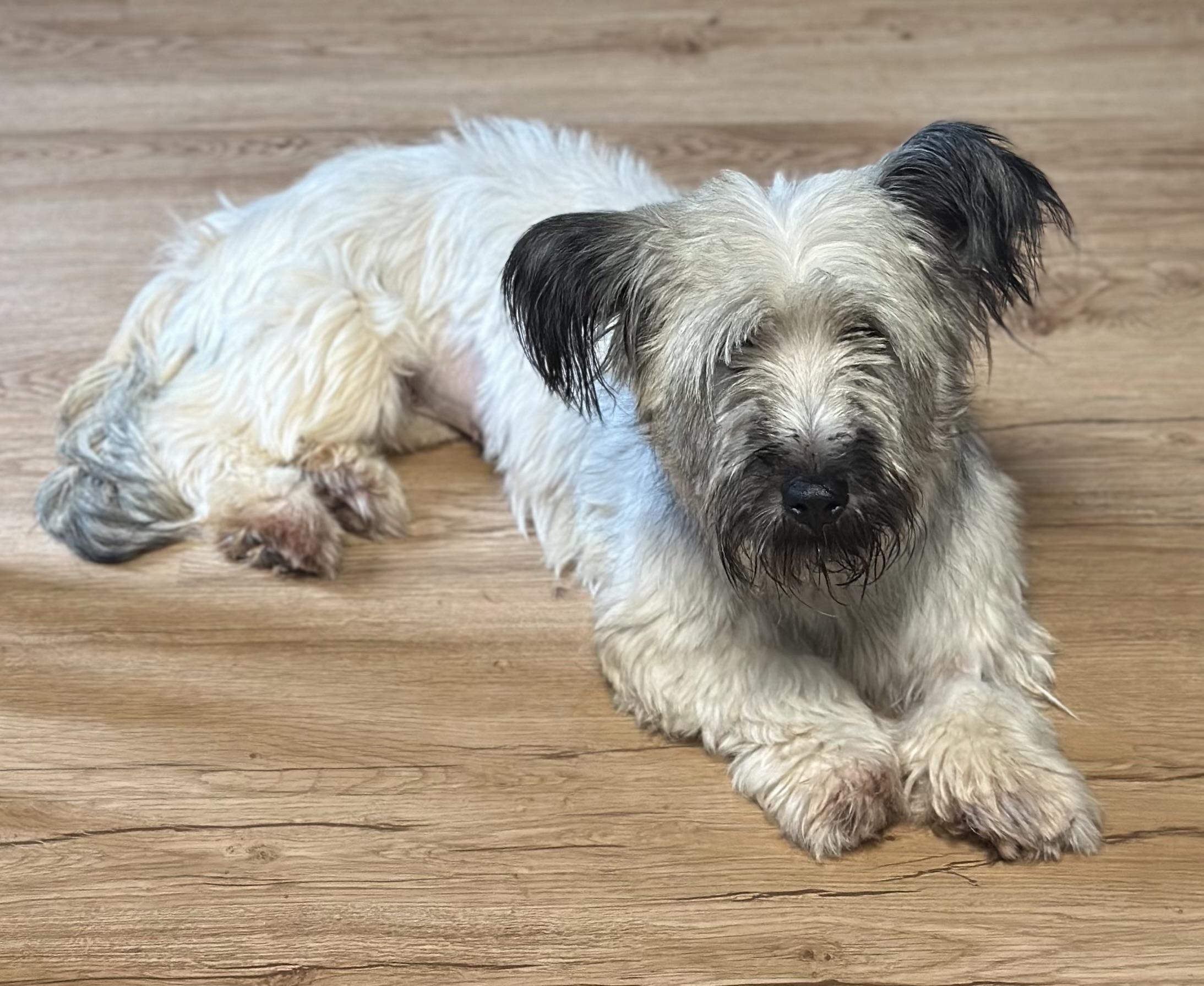 Enlarge Gnocchi, a ADOPTABLE Skye Terrier in Atlanta, GA image 4/5