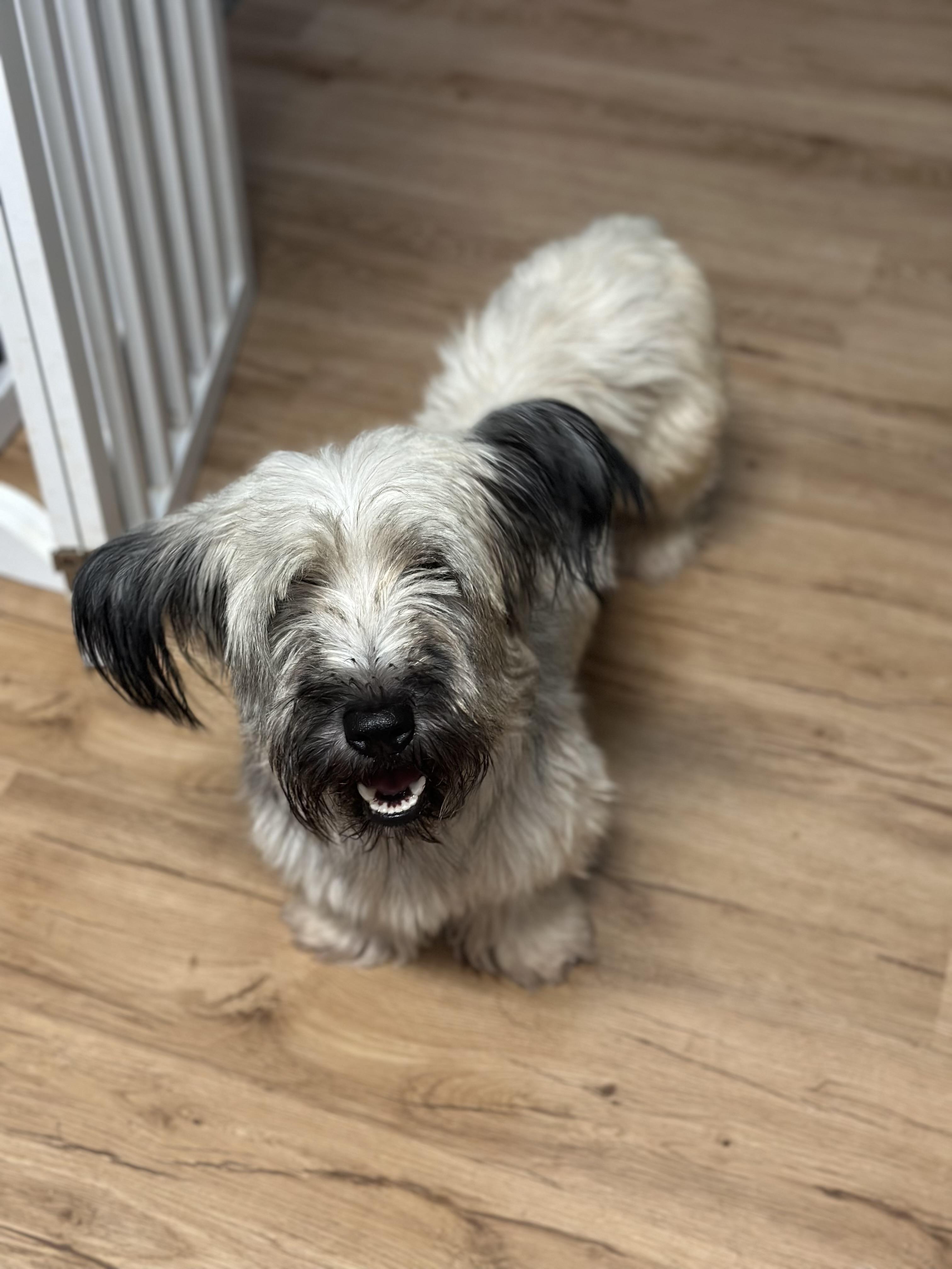 Enlarge Gnocchi, a ADOPTABLE Skye Terrier in Atlanta, GA image 3/5