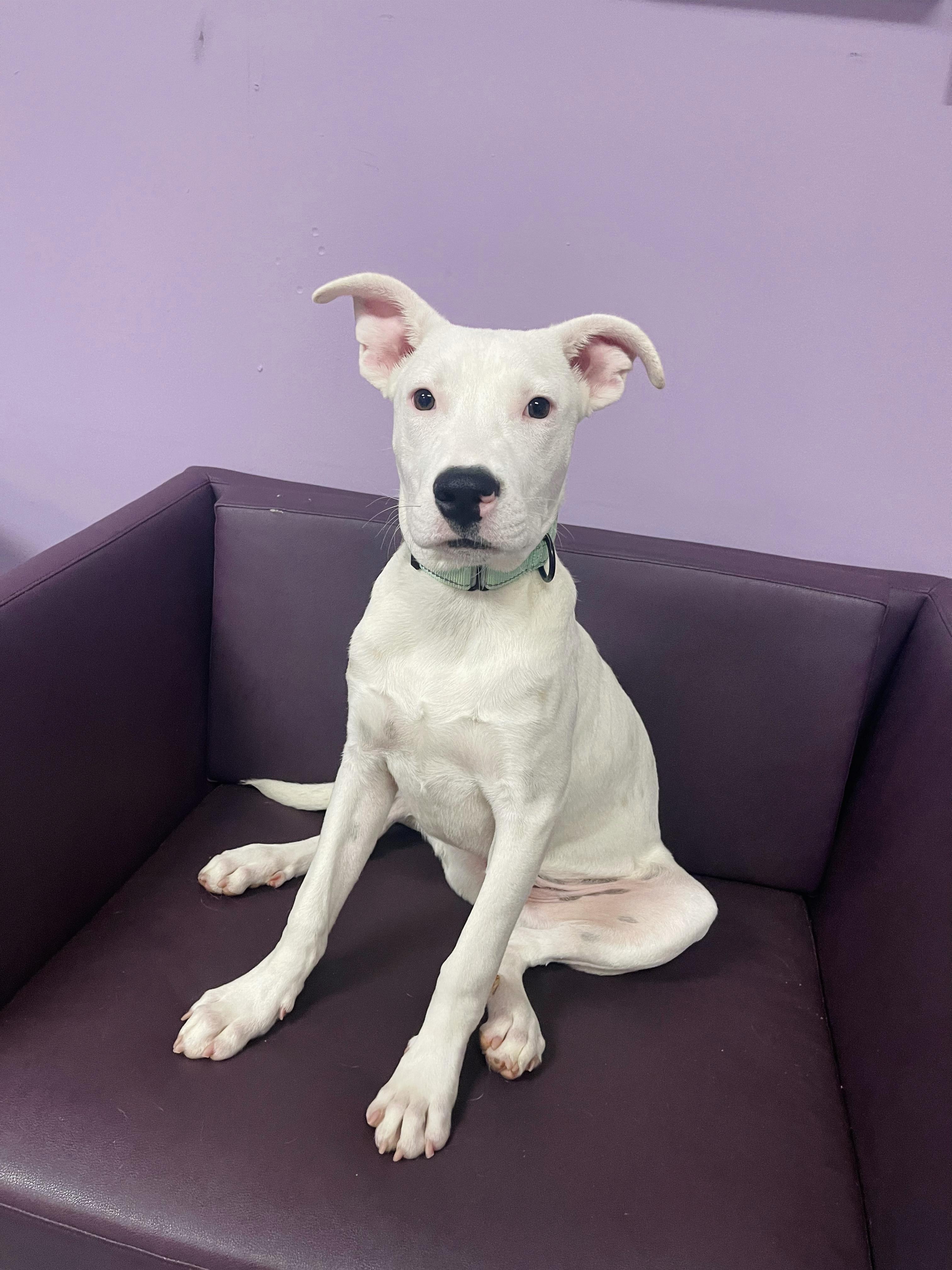 Enlarge Manley in NH Meet our Adoptable Dogs Wed-Sat at Open House, a Adoptable mixed breed in Manchester, NH image 5/6