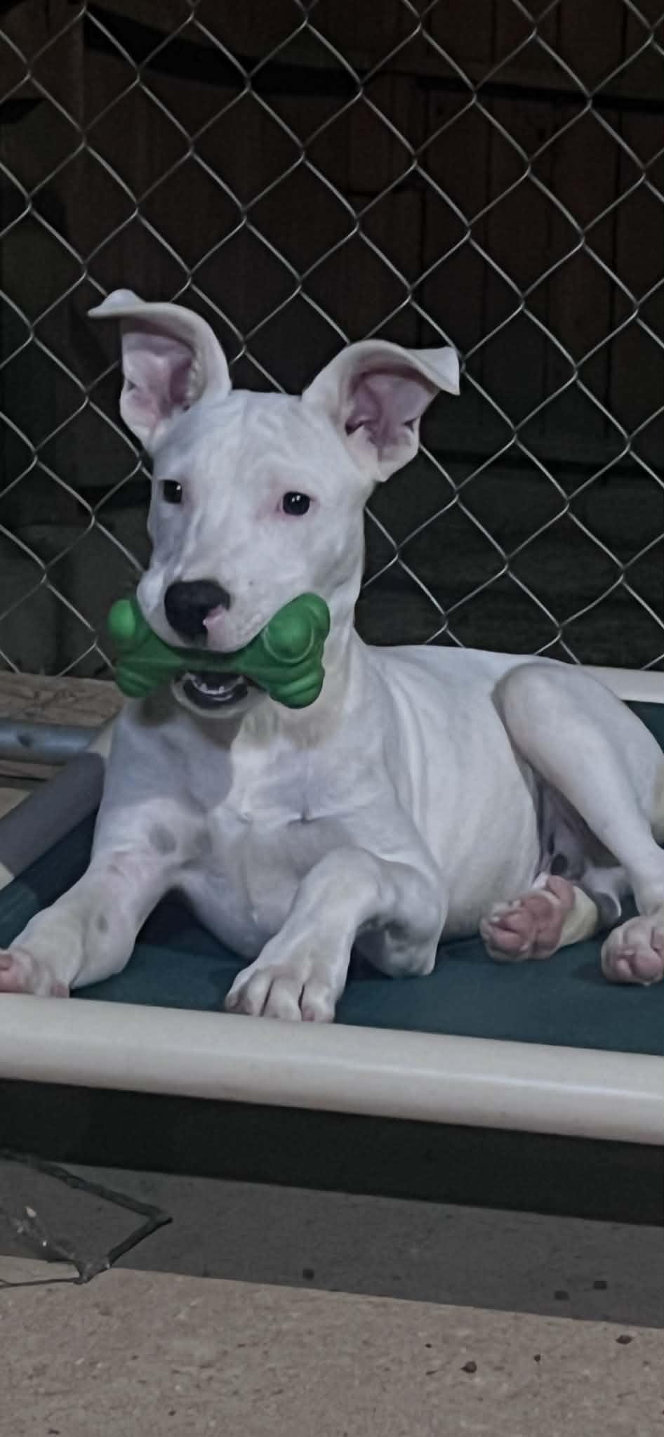 Enlarge Manley in NH Meet our Adoptable Dogs Wed-Sat at Open House, a Adoptable mixed breed in Manchester, NH image 4/6