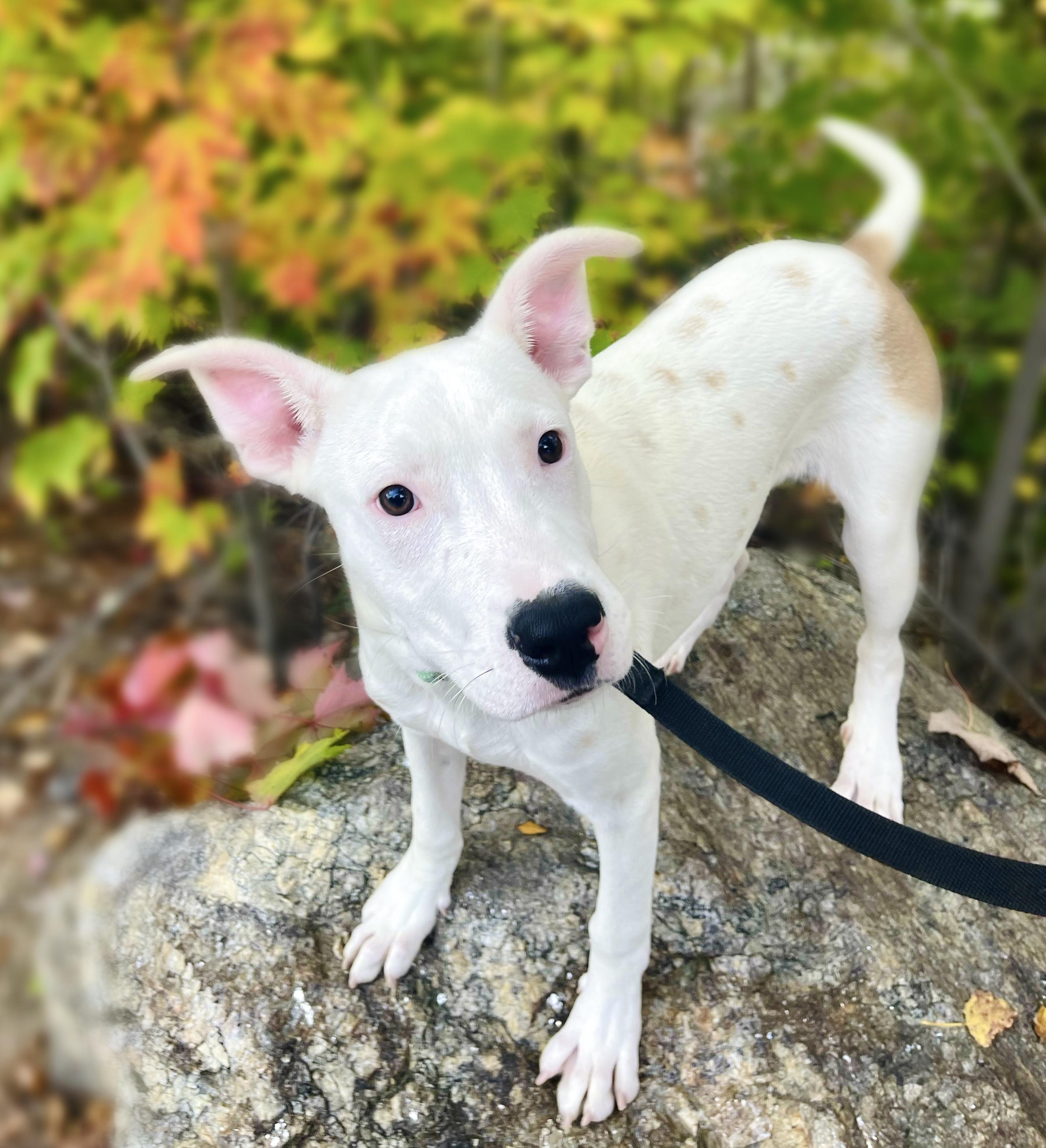 Enlarge Manley in NH Meet our Adoptable Dogs Wed-Sat at Open House, a Adoptable mixed breed in Manchester, NH image 1/6