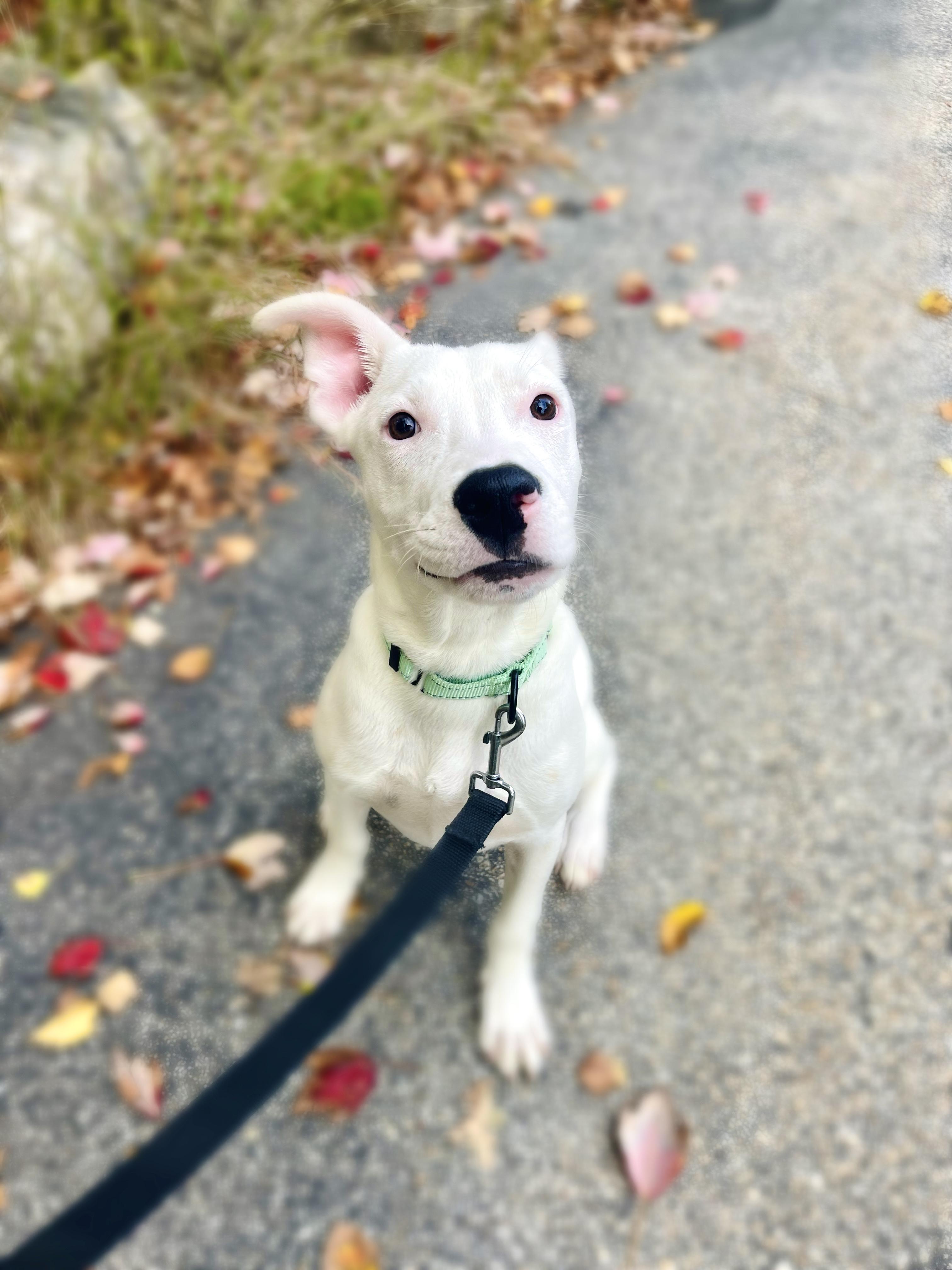 Enlarge Manley in NH Meet our Adoptable Dogs Wed-Sat at Open House, a Adoptable mixed breed in Manchester, NH image 3/6