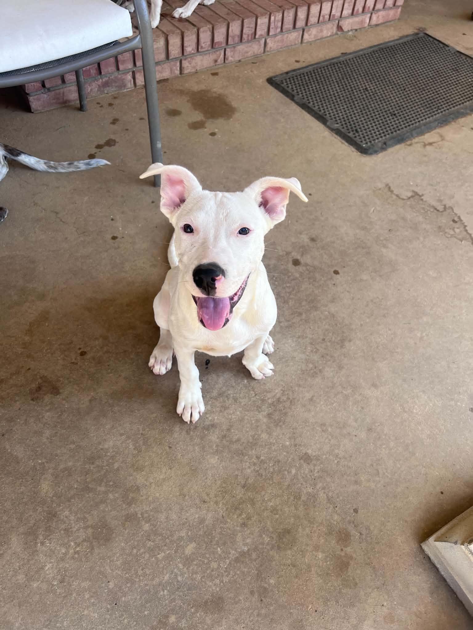 Enlarge Manley in NH Meet our Adoptable Dogs Wed-Sat at Open House, a Adoptable mixed breed in Manchester, NH image 2/6