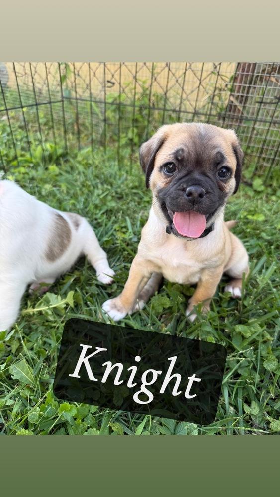 Knight, Adoptable, Puppy Male Pug & Beagle.
