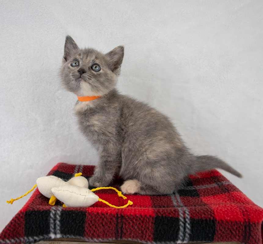 Molly, an adopted mixed breed in Kennesaw, GA image 2/6