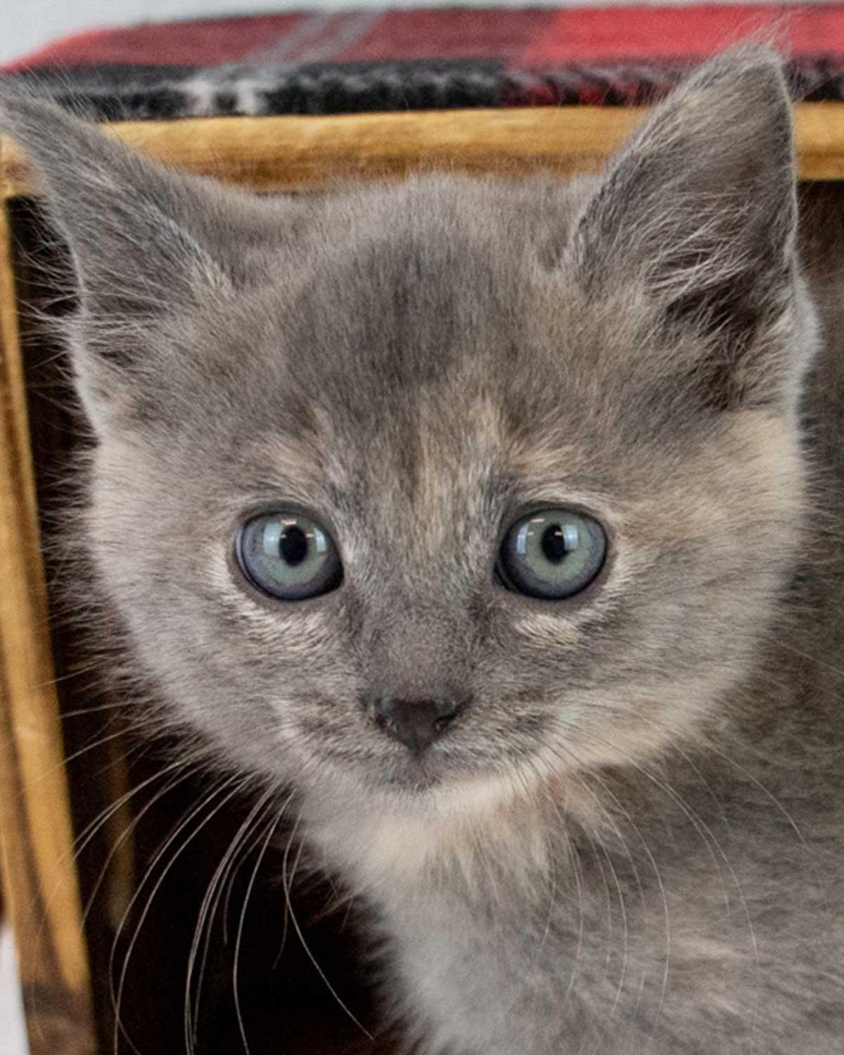 Molly, an adopted mixed breed in Kennesaw, GA image 1/6