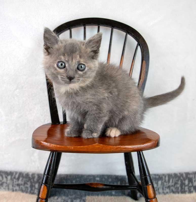 Molly, an adopted mixed breed in Kennesaw, GA image 6/6