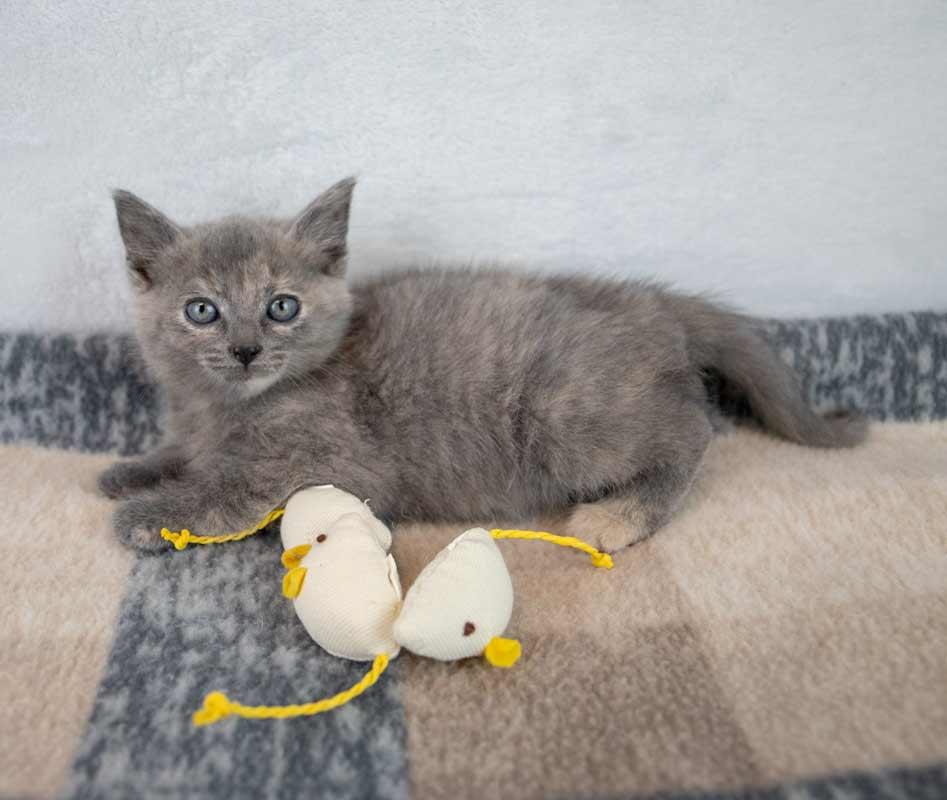 Molly, an adopted mixed breed in Kennesaw, GA image 3/6