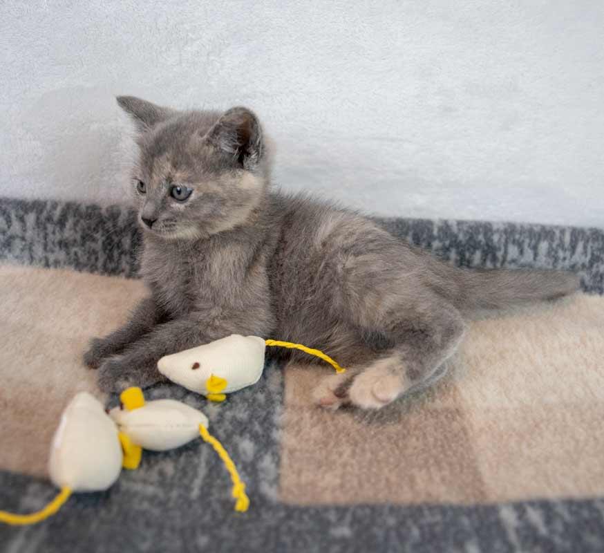 Molly, an adopted mixed breed in Kennesaw, GA image 4/6