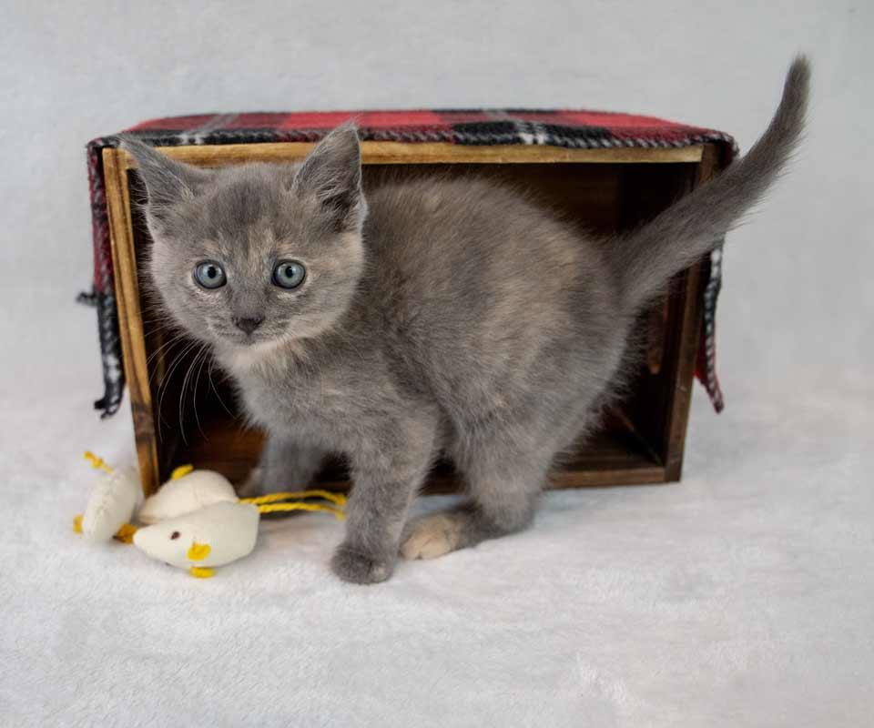 Molly, an adopted mixed breed in Kennesaw, GA image 5/6