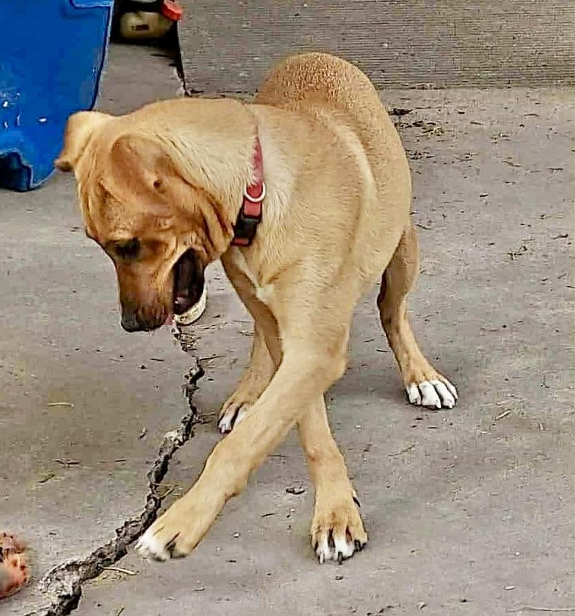 Hattie, a Adoptable Labrador Retriever in Latham, NY image 6/6