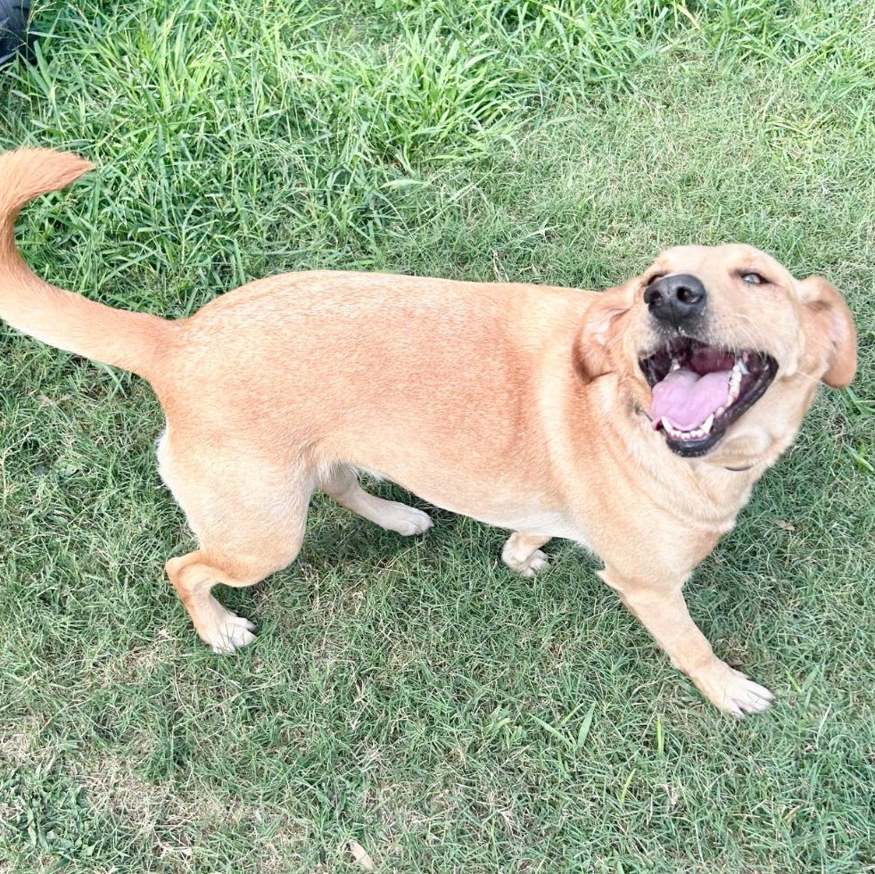 Hattie, a Adoptable Labrador Retriever in Latham, NY image 3/6