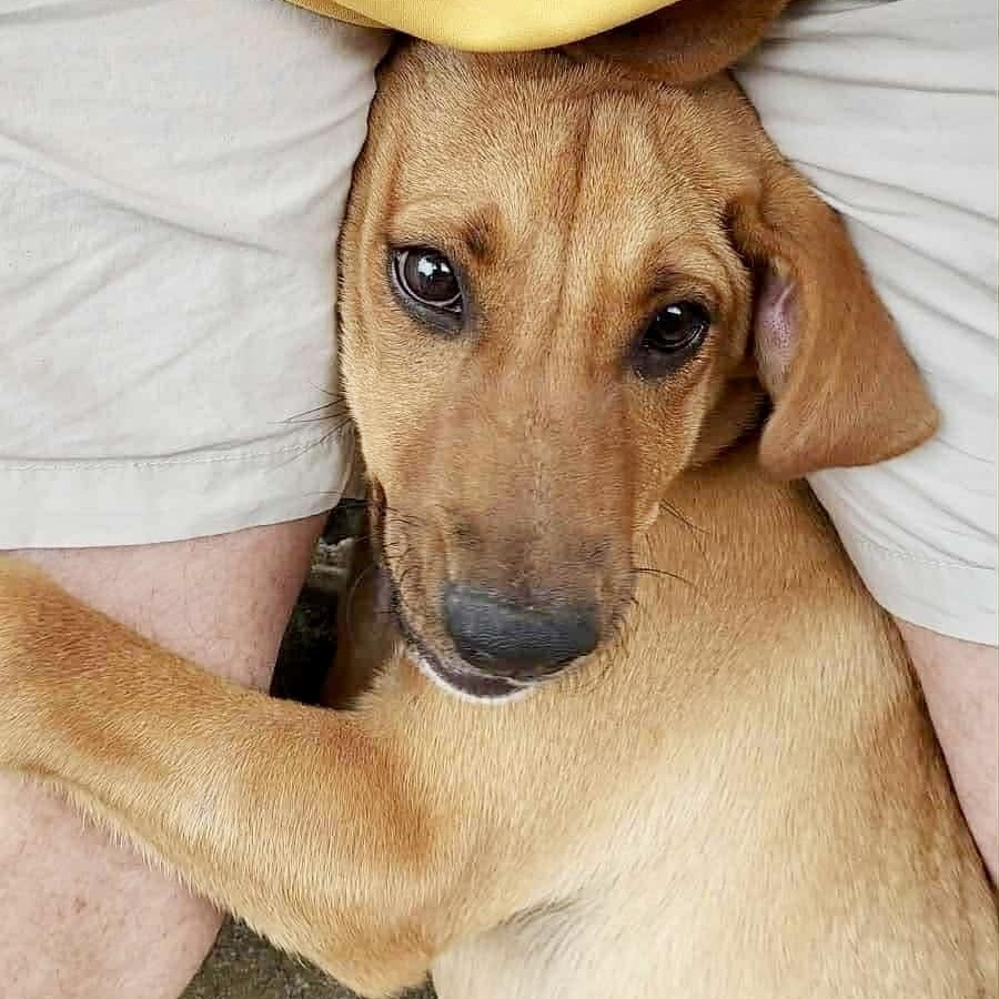Hattie, a Adoptable Labrador Retriever in Latham, NY image 2/6