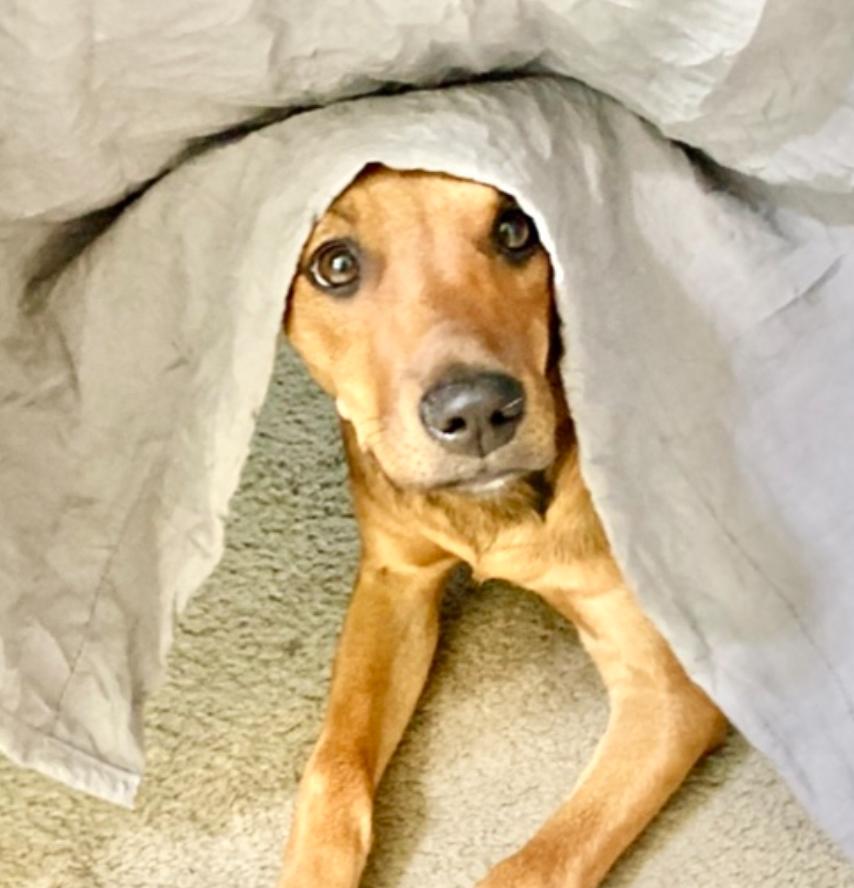 Hattie, a Adoptable Labrador Retriever in Latham, NY image 5/6