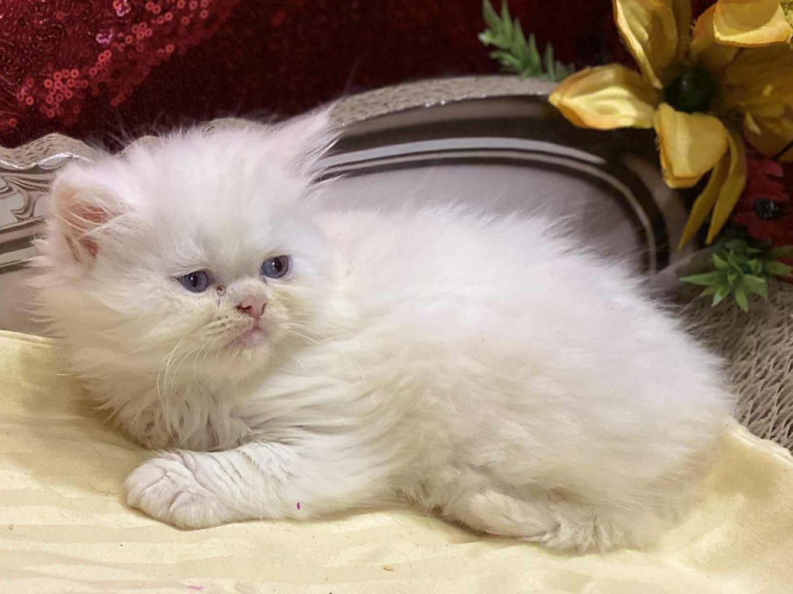 DOLL FACE PERSIAN, adopted, Kitten Male Persian.