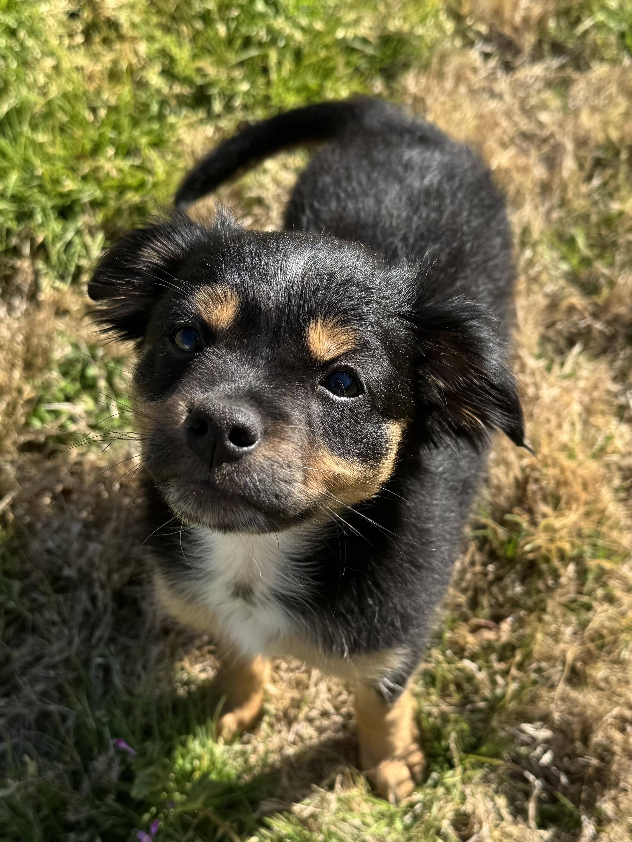 Enlarge Magnolia, a Adoptable mixed breed in Fairfax, VA image 5/6