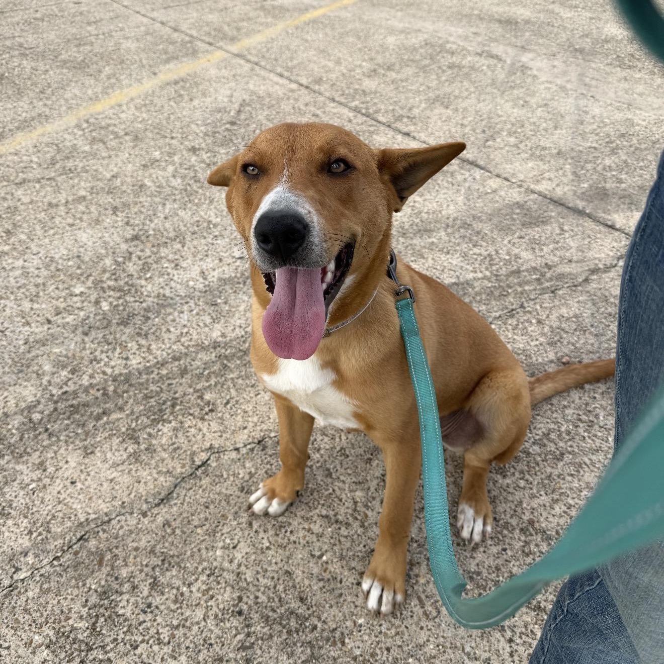 Tucker, a Adoptable mixed breed in Manchester , CT image 3/4