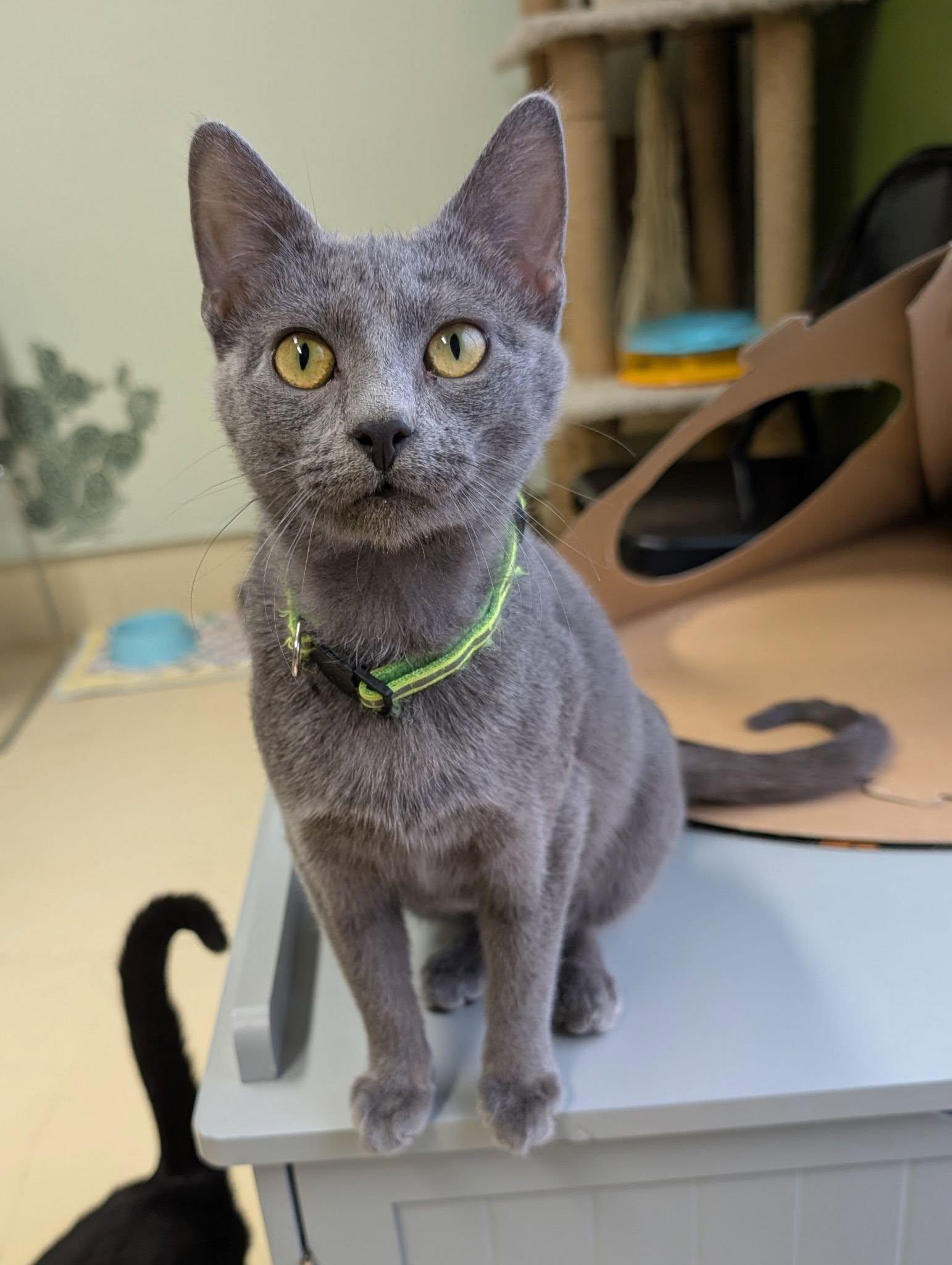 Thunder, ADOPTABLE, Young Female Domestic Short Hair.