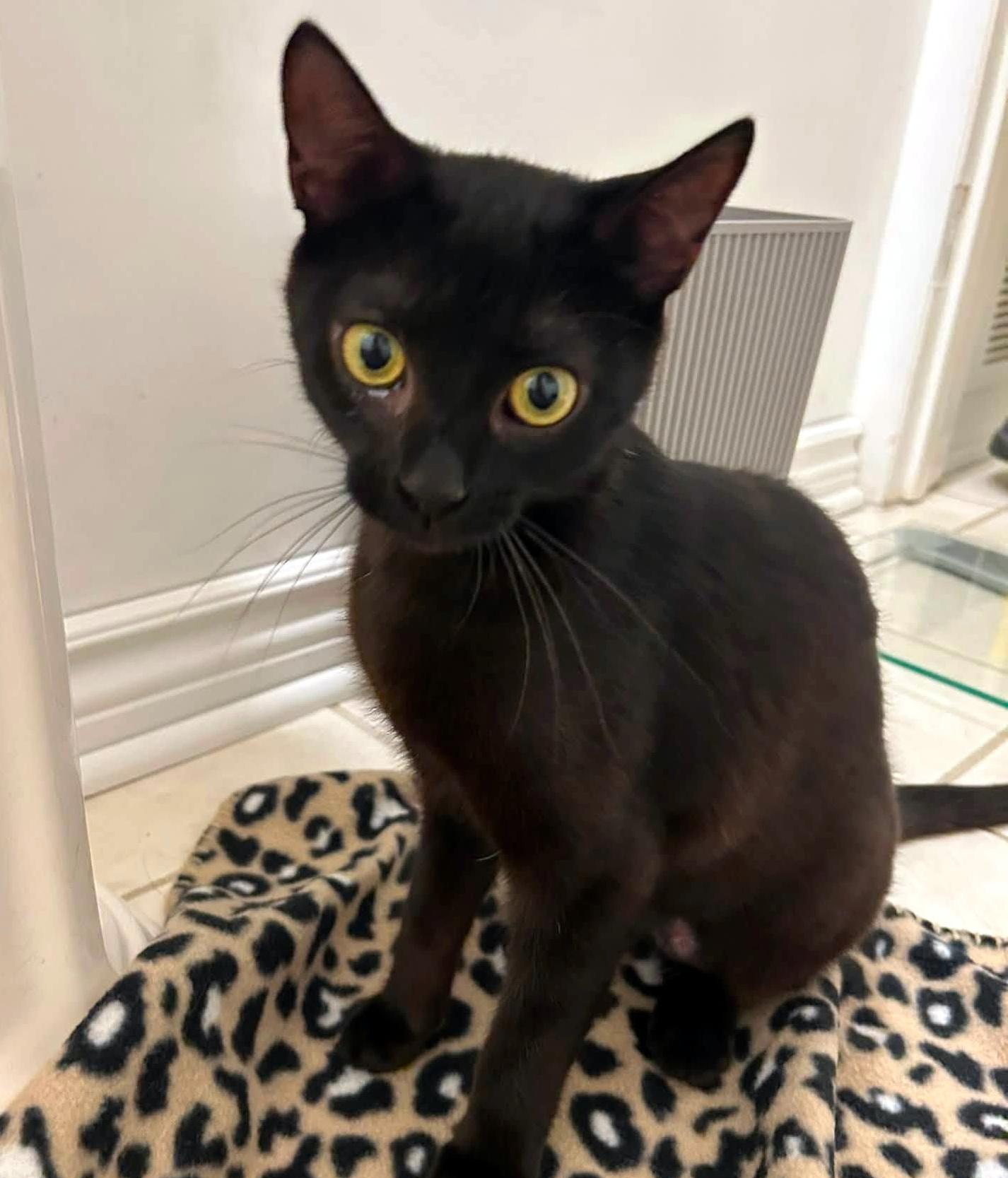 Enlarge Bella, a ADOPTABLE Domestic Short Hair in Pittsburgh, PA image 5/6