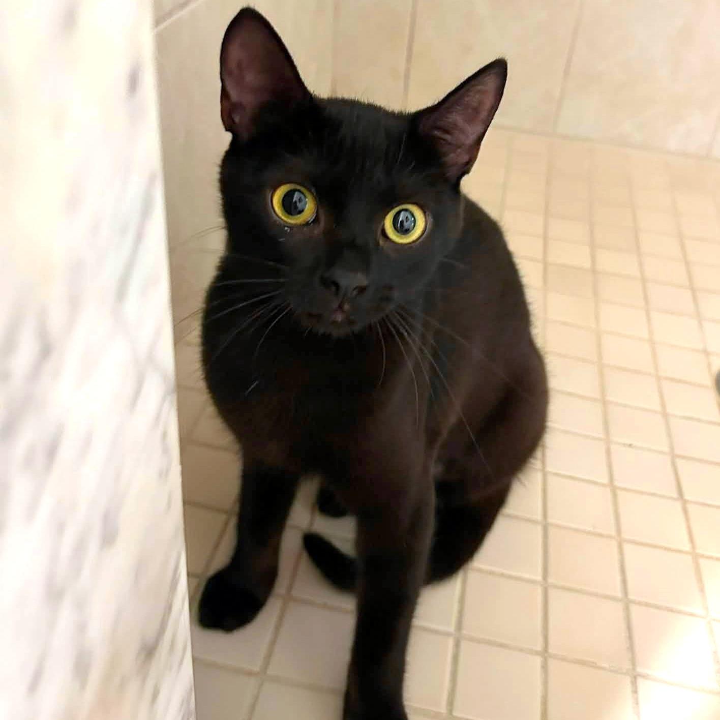 Enlarge Bella, a ADOPTABLE Domestic Short Hair in Pittsburgh, PA image 2/6
