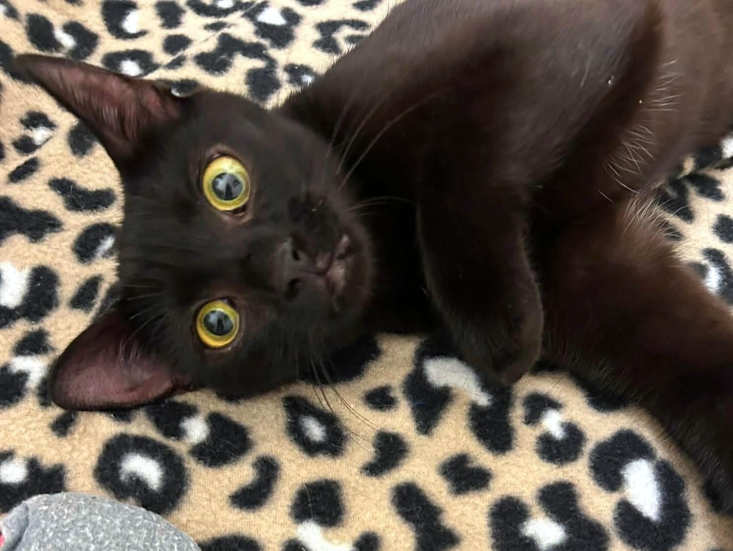 Enlarge Bella, a ADOPTABLE Domestic Short Hair in Pittsburgh, PA image 6/6