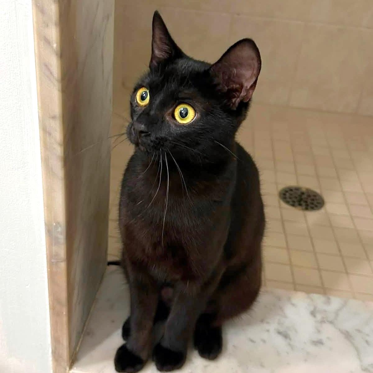 Enlarge Bella, a ADOPTABLE Domestic Short Hair in Pittsburgh, PA image 4/6