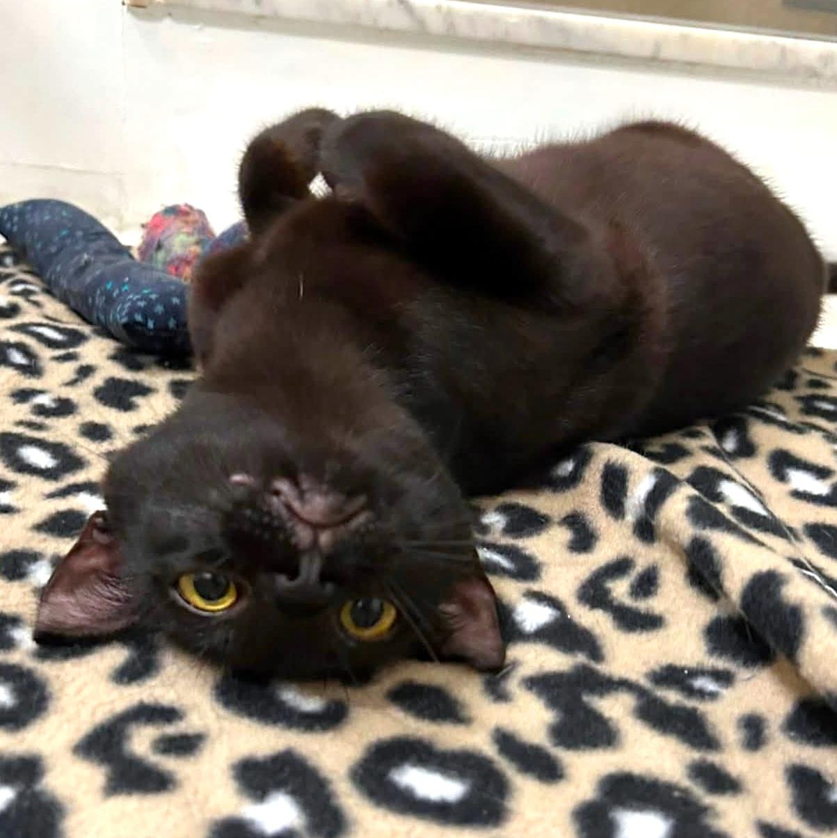 Enlarge Bella, a ADOPTABLE Domestic Short Hair in Pittsburgh, PA image 3/6