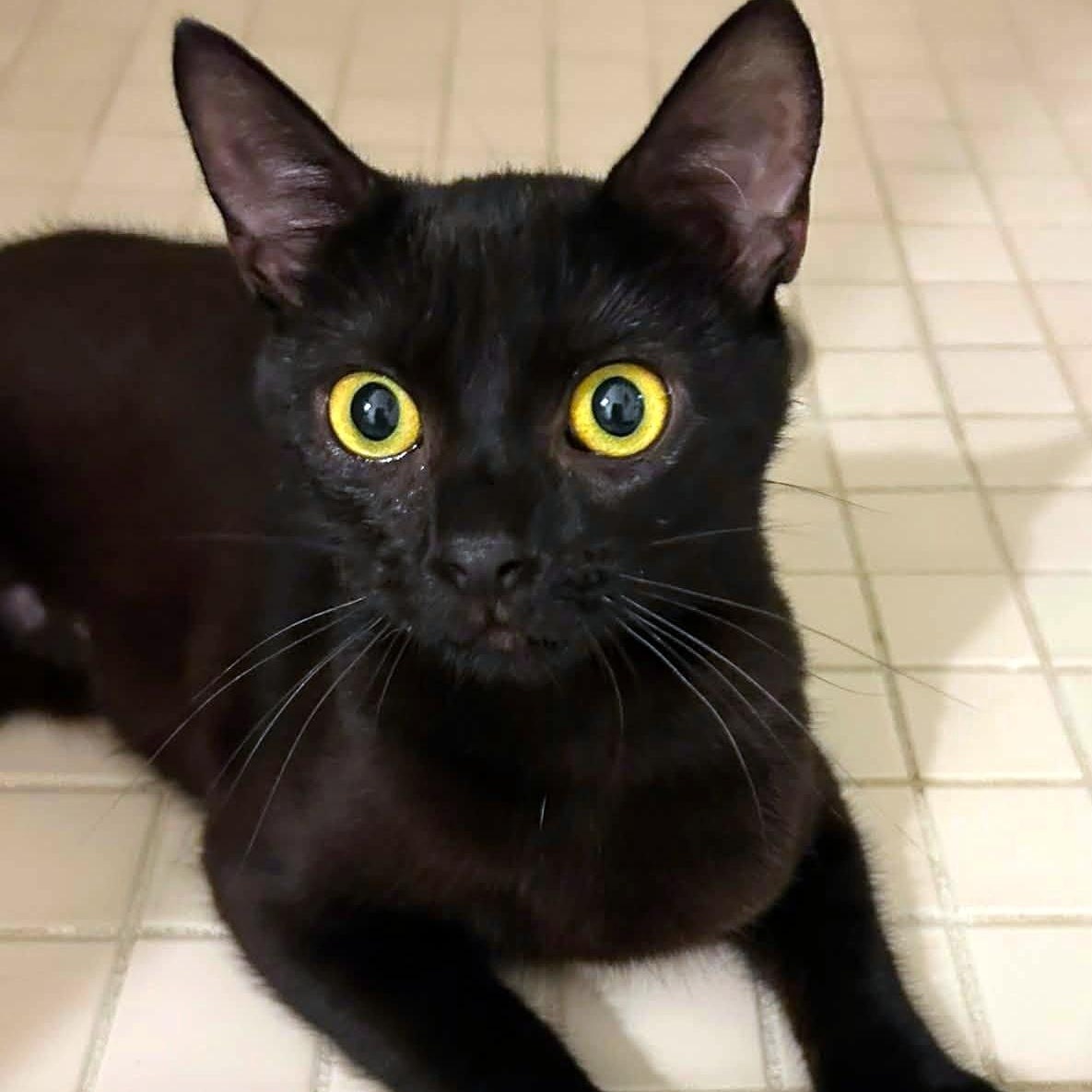 Bella, ADOPTABLE, Young Female Domestic Short Hair.