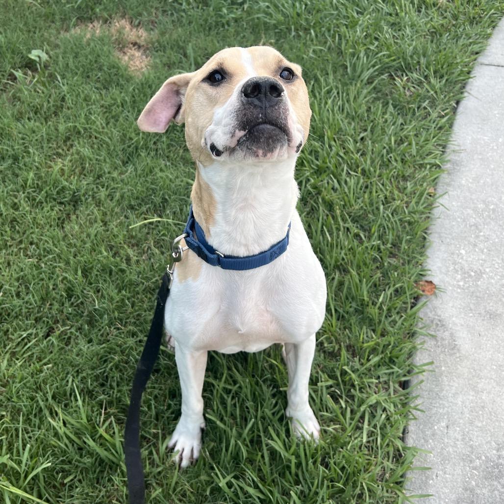 Halle, a Adoptable Mixed Breed in Jacksonville, FL image 1/2