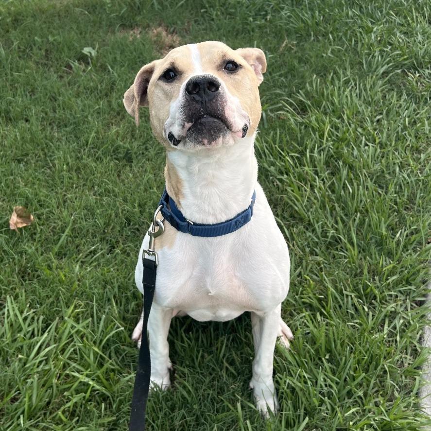 Halle, a Adoptable Mixed Breed in Jacksonville, FL image 2/2