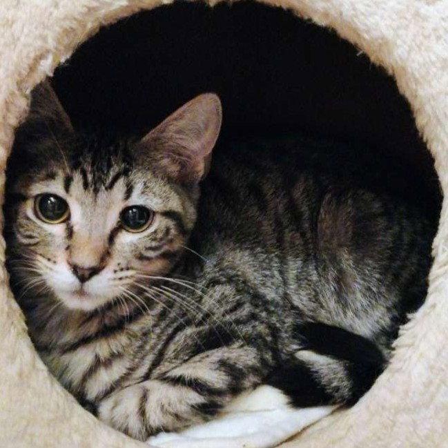 Mr. Bennet - AC Kitty!, Adoptable, Kitten Male Domestic Short Hair.