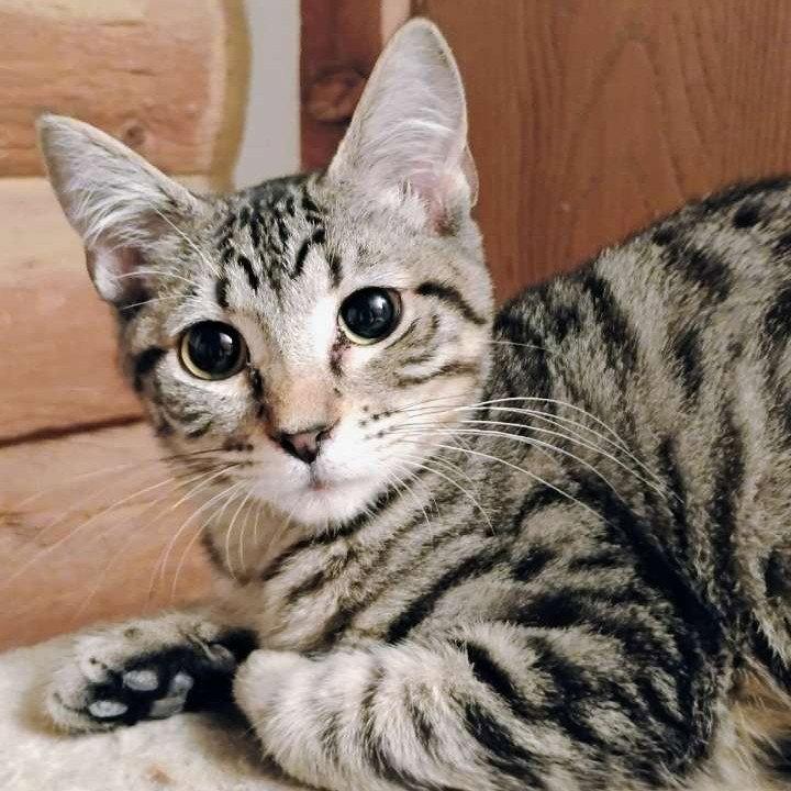 Mr. Bennet - AC Kitty!, a Adoptable Domestic Short Hair in Laramie, WY image 2/2