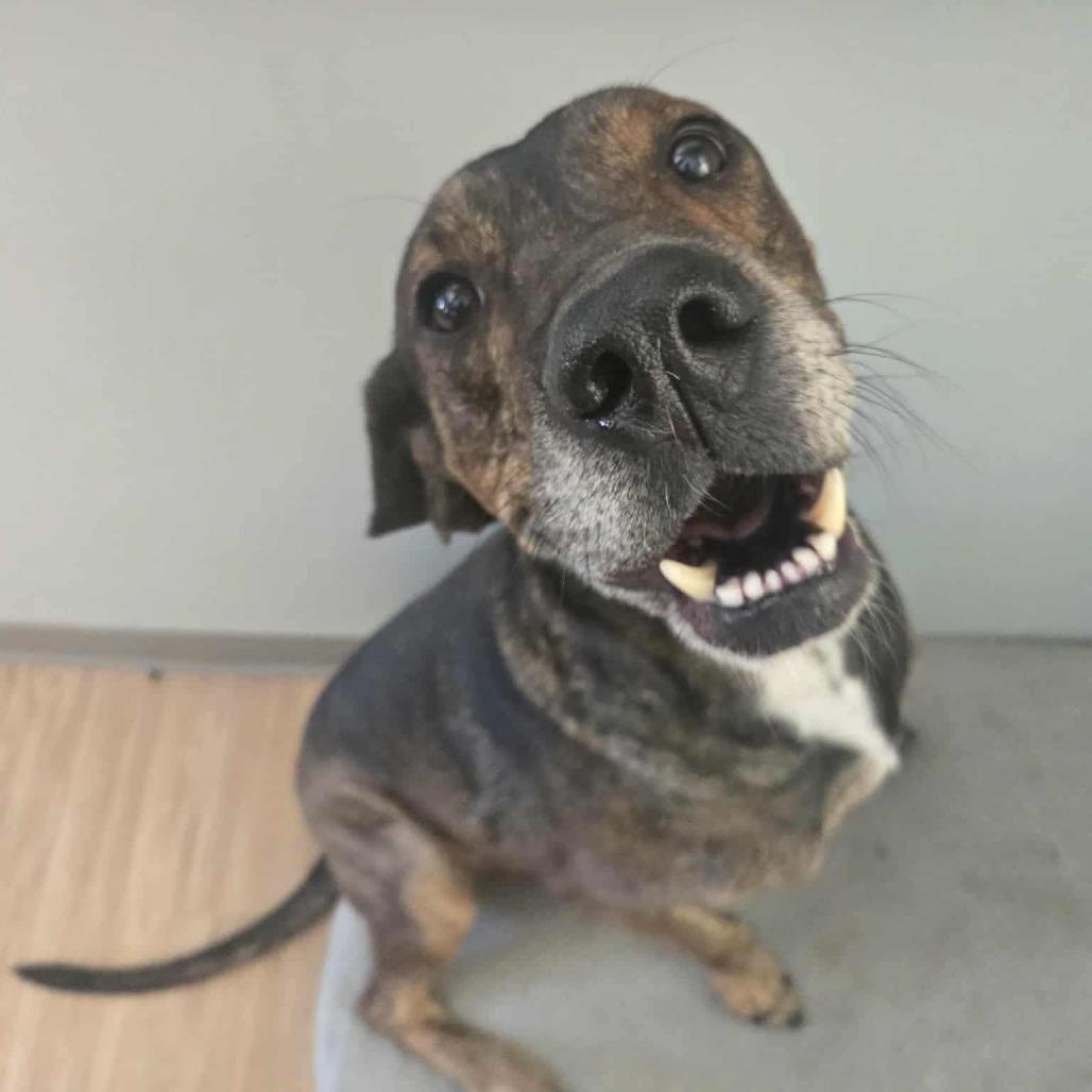 Maddox, an adopted mixed breed in Auburn, NH image 4/6