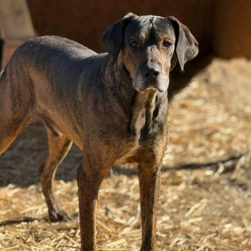 Maddox, an adopted mixed breed in Auburn, NH image 5/6