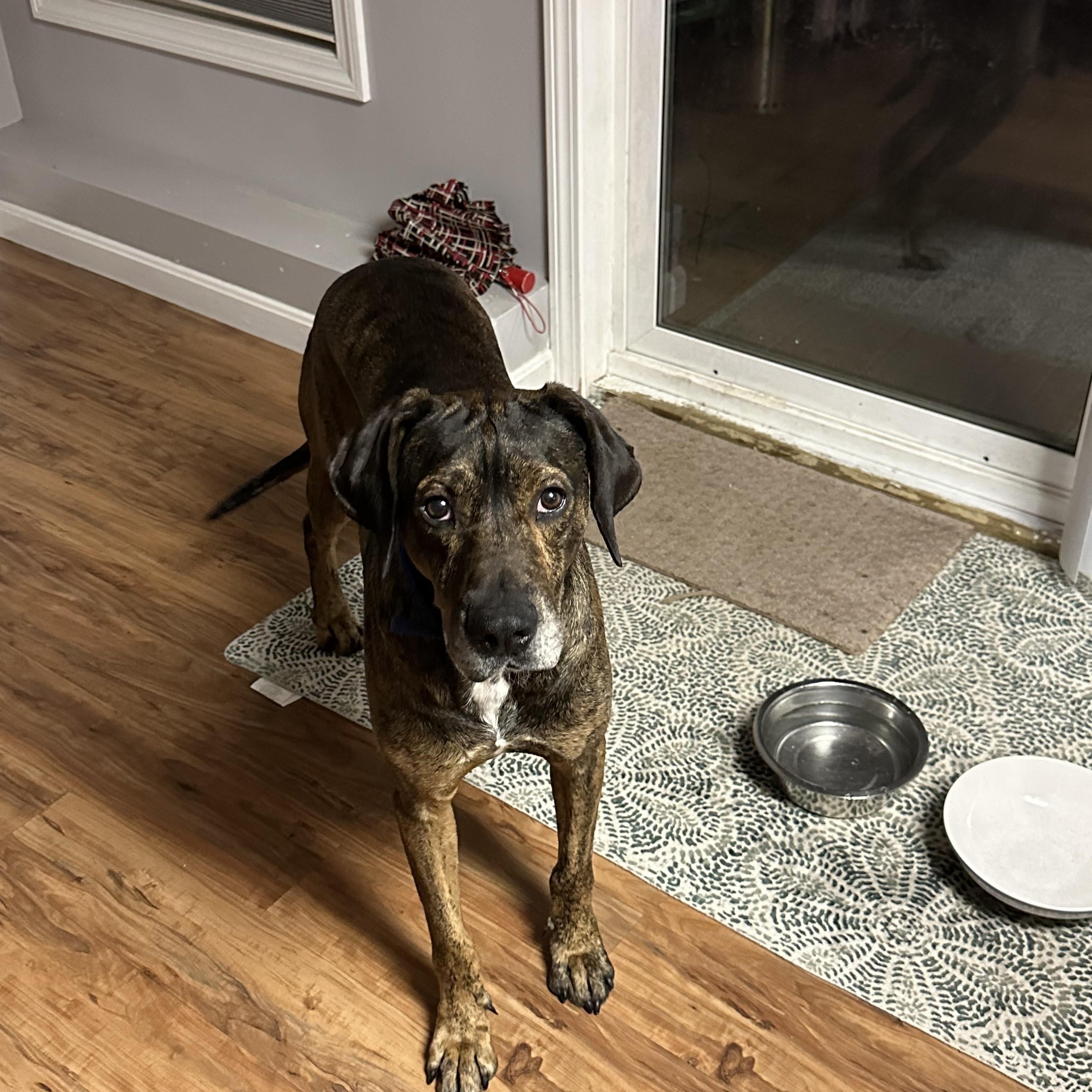 Maddox, an adopted mixed breed in Auburn, NH image 3/6