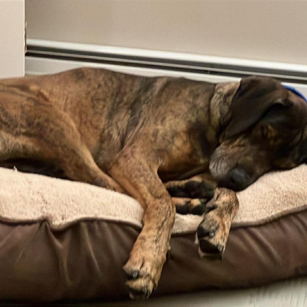 Maddox, an adopted mixed breed in Auburn, NH image 2/6