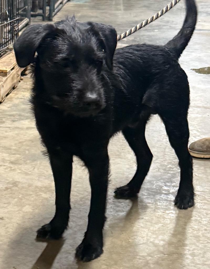 Enlarge Roger, a Adopted mixed breed in Crossville, TN image 1/1